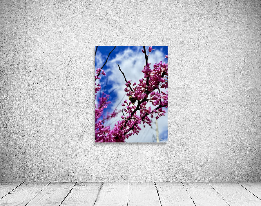 IMG 1550 Wall Preview