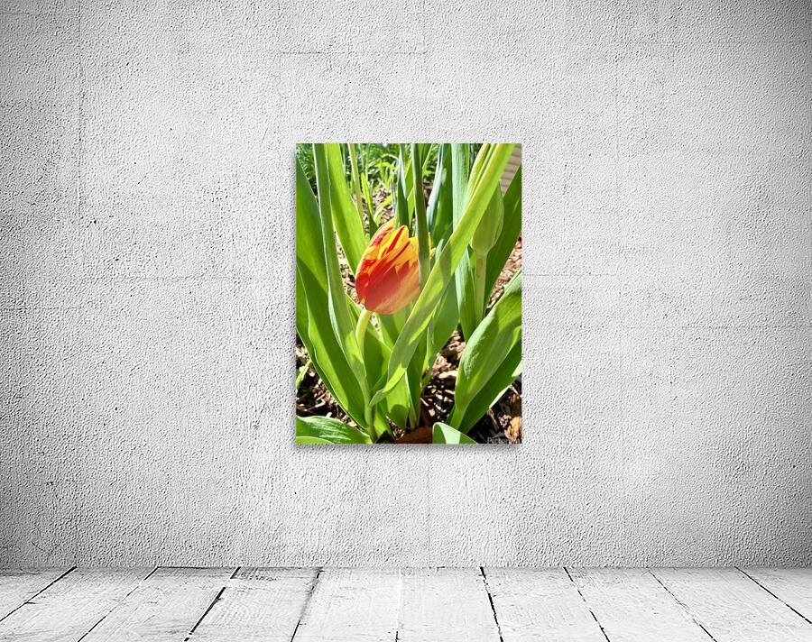 IMG 1605 Wall Preview