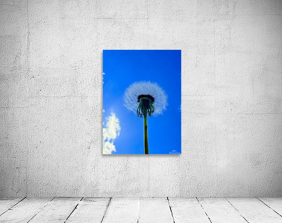 IMG 1762 Wall Preview