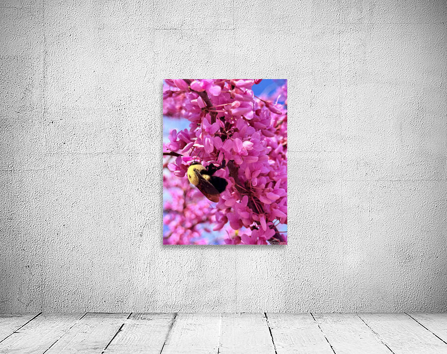 IMG 1670 Wall Preview