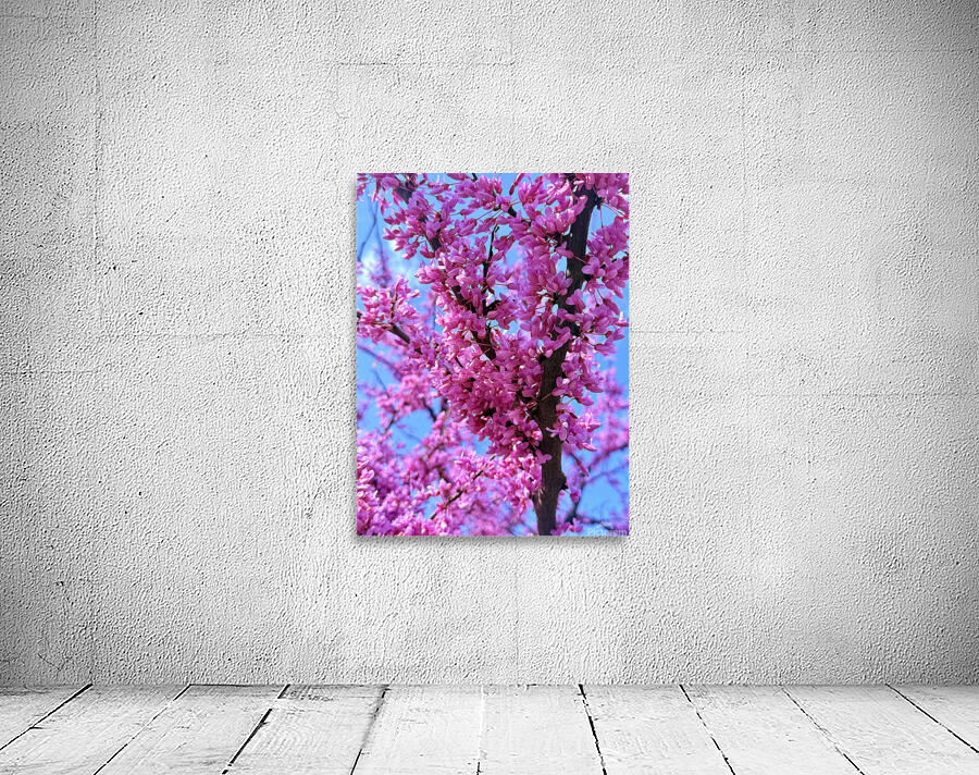 IMG 1617 Wall Preview