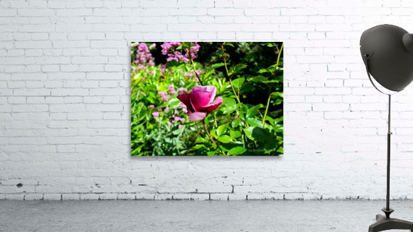 Penelope Purple Wall Preview