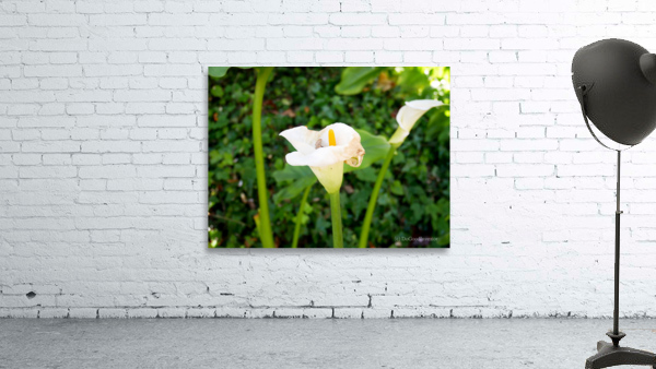 Golden Rod Exposed 2 Wall Preview