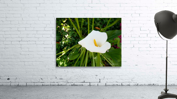 Golden Rod Exposed Wall Preview