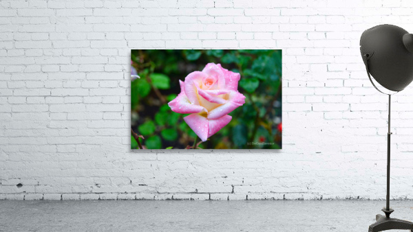 Beautiful Sweat Wall Preview