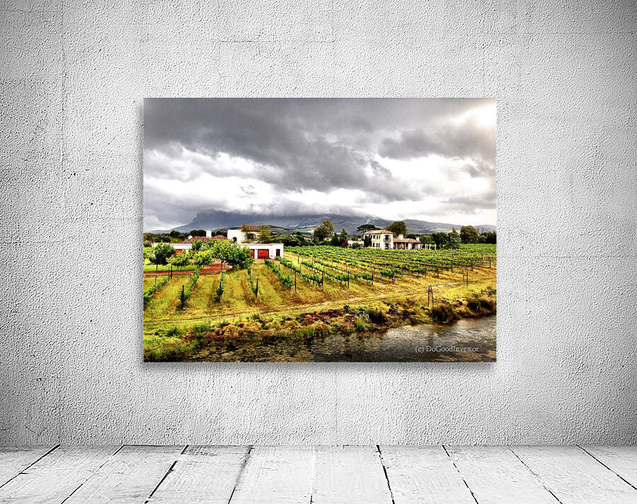 Vineyard in South Africa Wall Preview