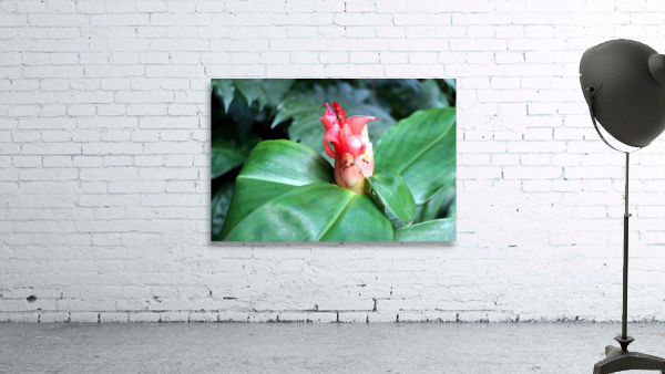 Flower Bud Wall Preview