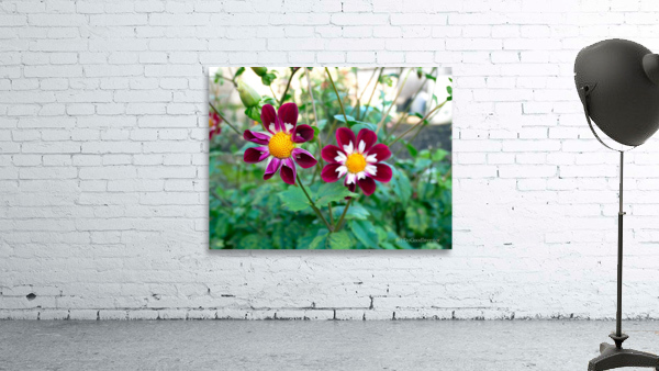 Flower Bloom 5 Wall Preview