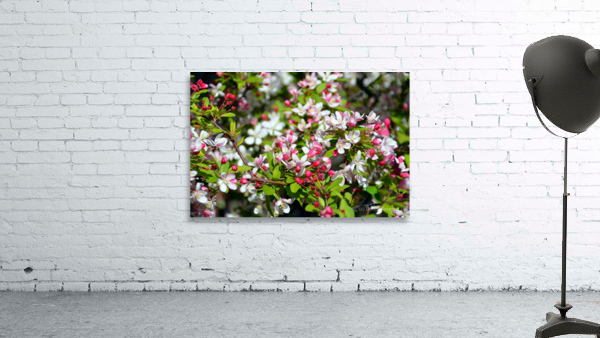 A Berry Cherry Blossom Day to You Wall Preview