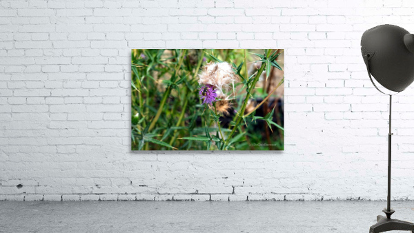 To Bee or Not to Bee   Wall Preview