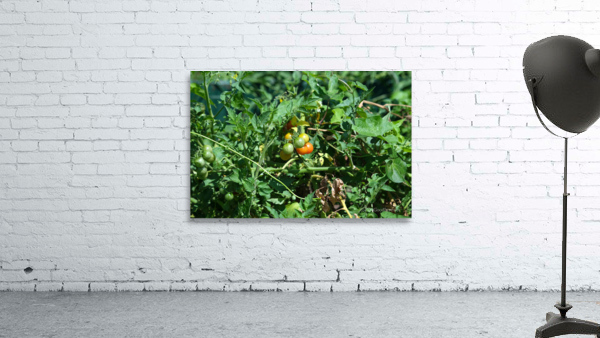 Pop My Cherry Tomato Wall Preview