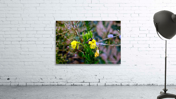 To Bee or Not to Bee  3   -- The Struggle Is Real Wall Preview