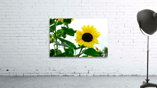 Hello Sunshine 2 Wall Preview