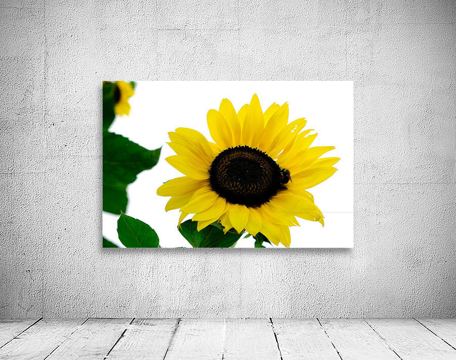 Blooms of Joy 3 Wall Preview