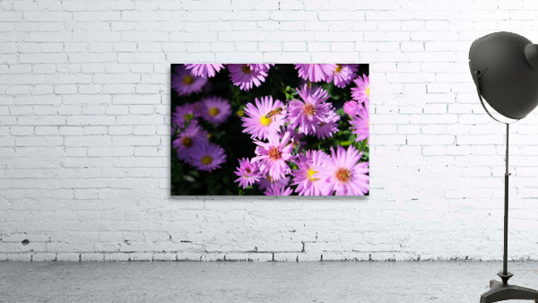 Pink Daisies 2B Wall Preview