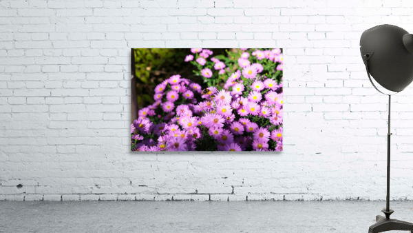 Pink Daisies  Wall Preview