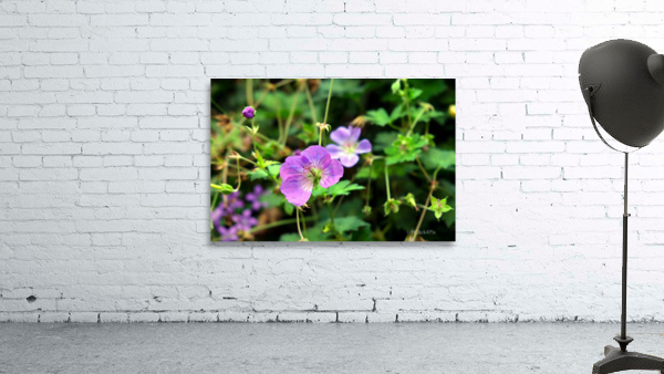 Flower Bloom 8B Wall Preview