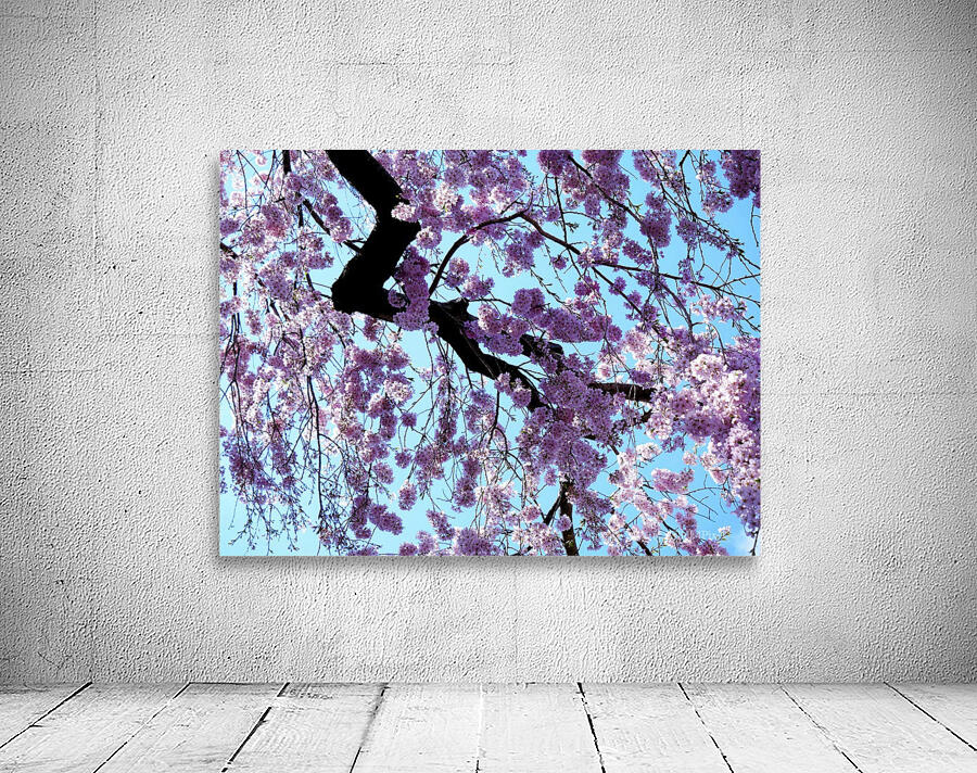 Cherry Blossom 3 Wall Preview