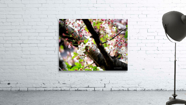 Cherry Blossom 2B Wall Preview