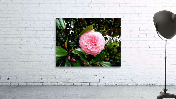 Blooms of Joy 1B Wall Preview