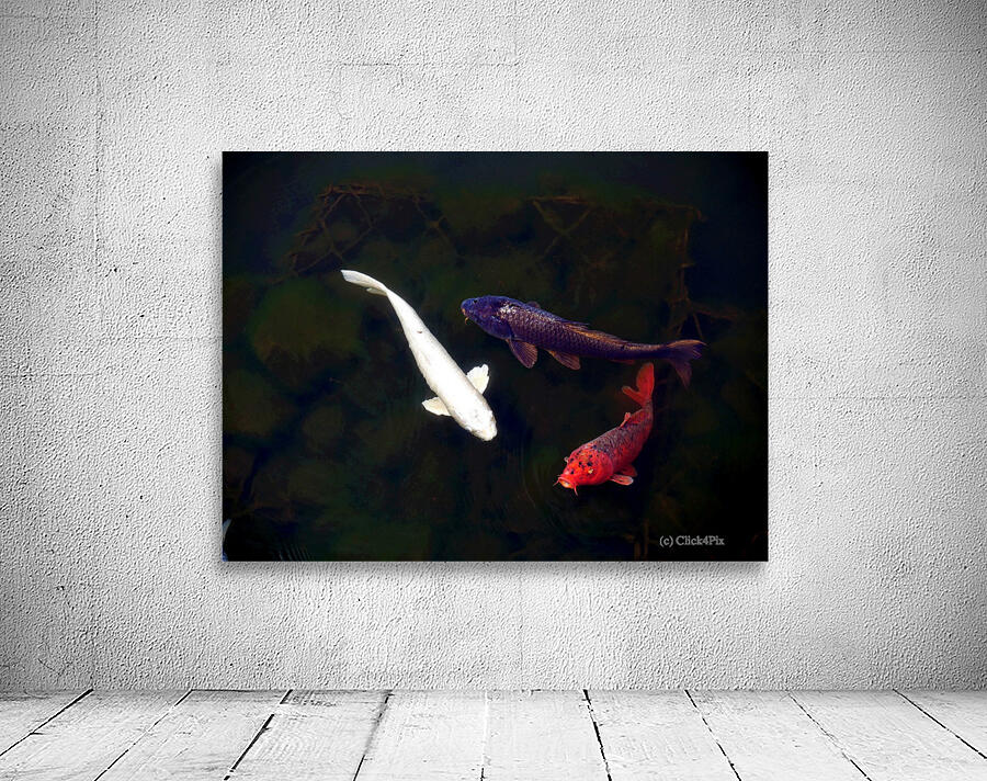 Some Very Coy Koi Wall Preview