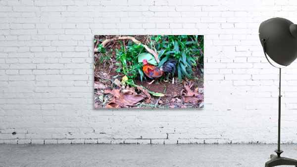 Cock in the Wild Wall Preview