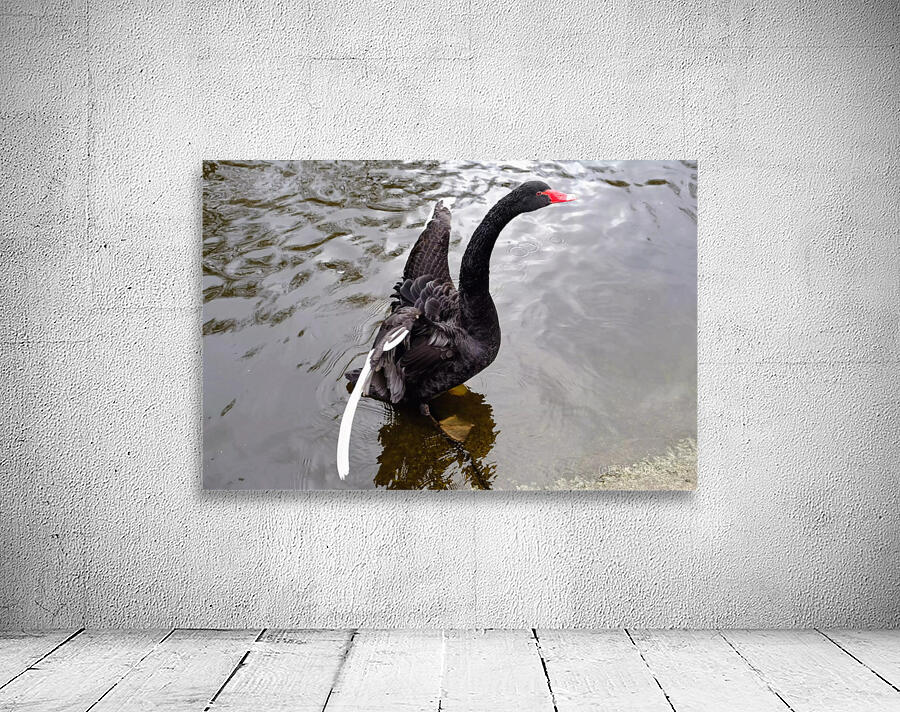 A Black Swan Moment 2B Wall Preview