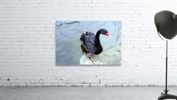 A Black Swan Moment 3 Wall Preview