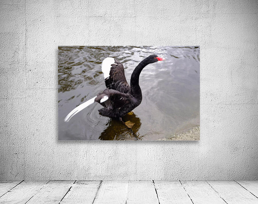 A Black Swan Moment 2 Wall Preview