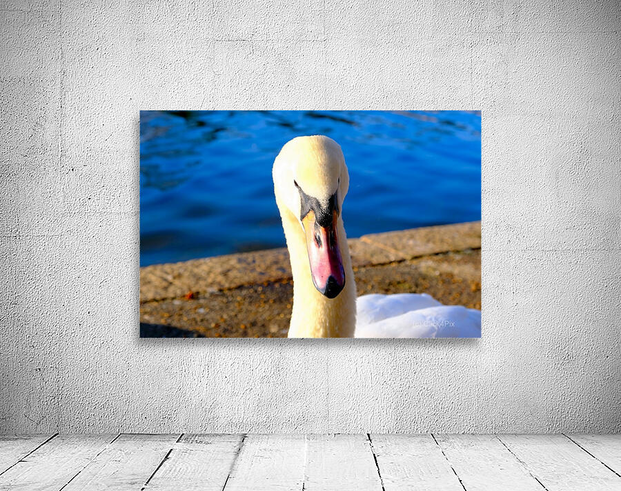 Riverside Swan Close-Up Wall Preview