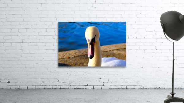 Swan Face 3 Wall Preview