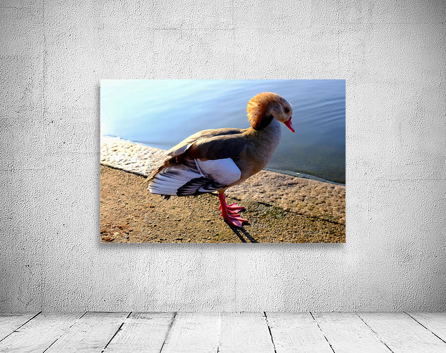 Duck Pose Wall Preview