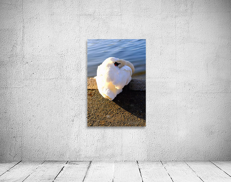 Swan at Rest Wall Preview