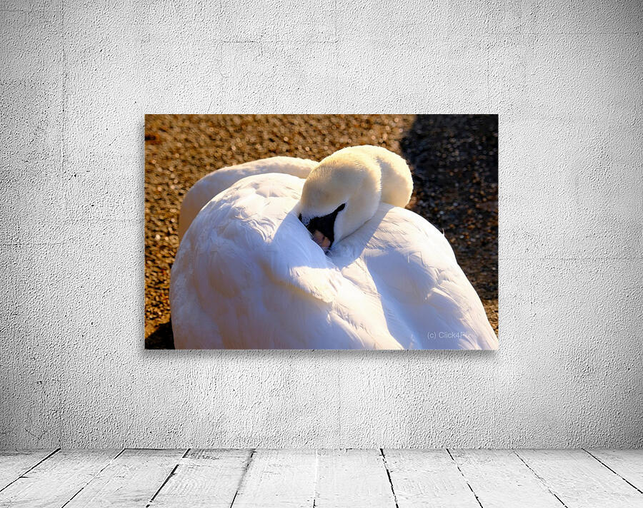 Got My Eye On You Swan Wall Preview