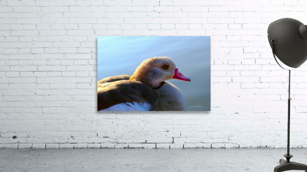 Duck Face Wall Preview