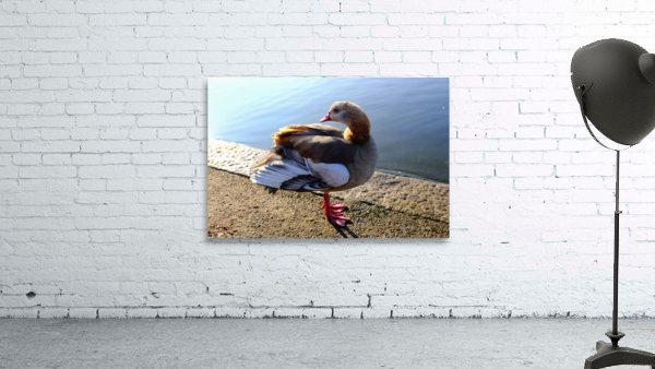 Graceful Pause Wall Preview