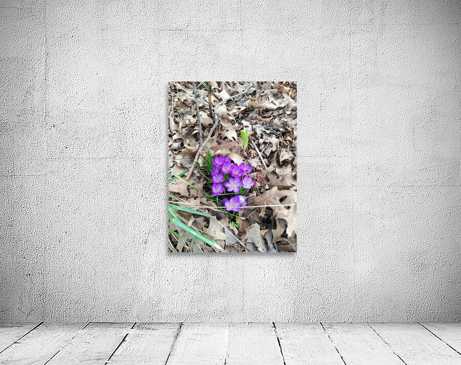 Crocus Rising Wall Preview