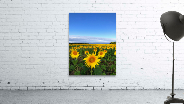 Fields of Joy Wall Preview