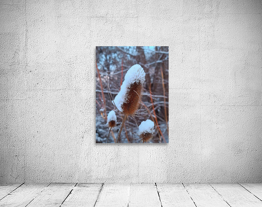 Thorny Lollipop Winter Thistle  Wall Preview