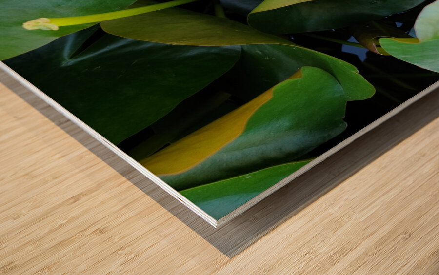 Shy Blossom in Green Embrace Wood print