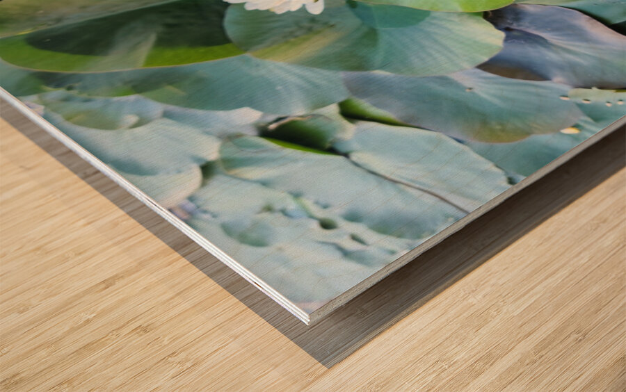 The Secret Life of Lilies Wood print