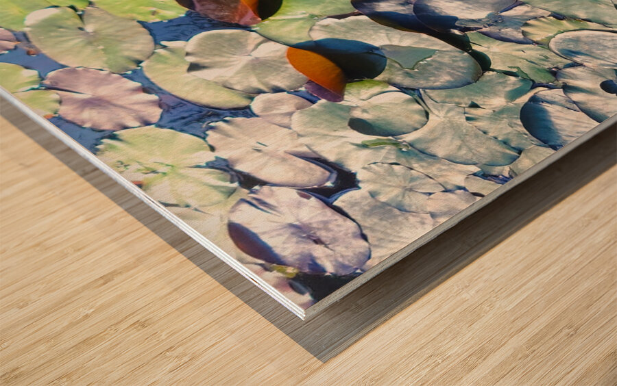 Lotus Lily Love: Promise of the Bloom Wood print