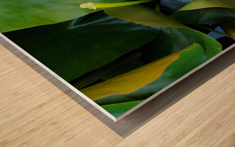 The Quiet Reveal: Beauty Beneath Wood print