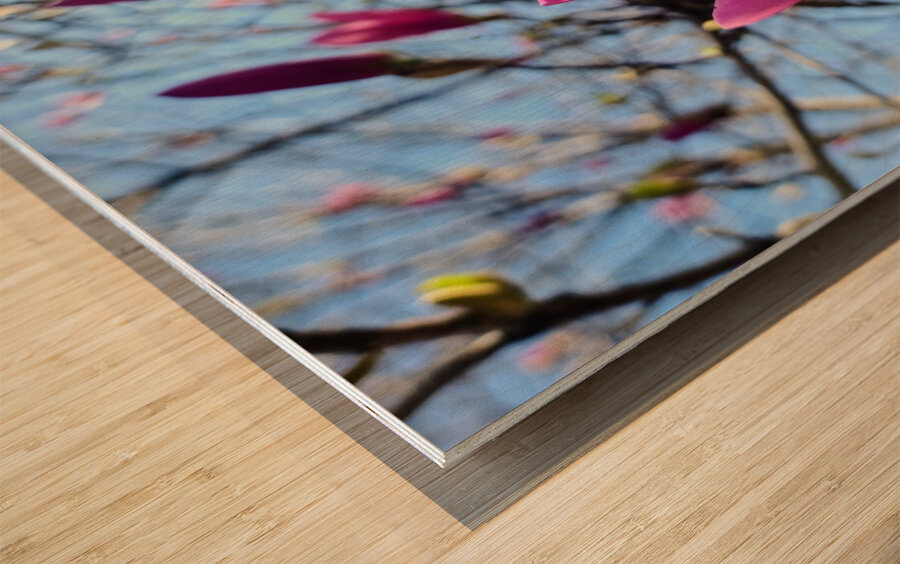 Magnolia Spring Bloom with Buds Wood print