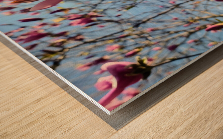 Spring Sun Worshipping Magnolia Impression sur bois