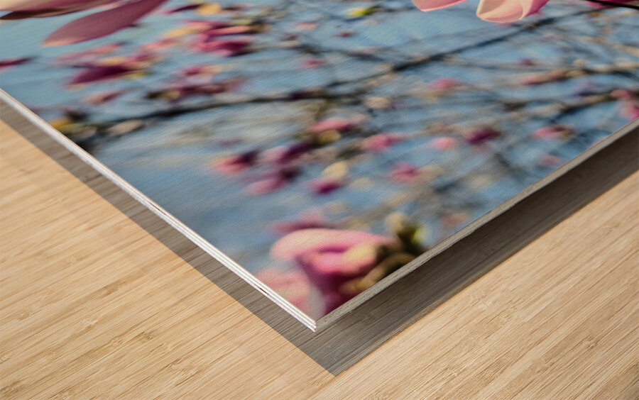 A Magnolias First Embrace of Light Wood print