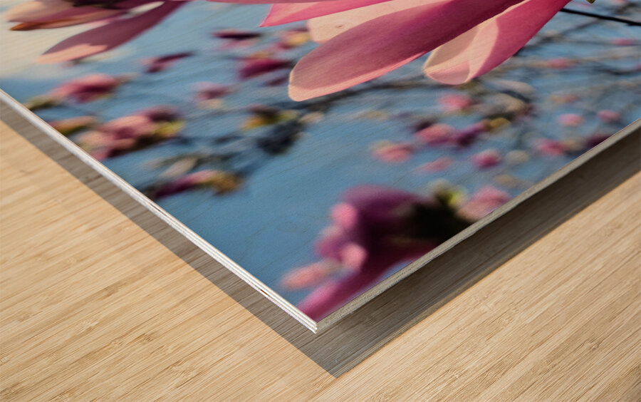 Pink Petals in Warm Light Wood print