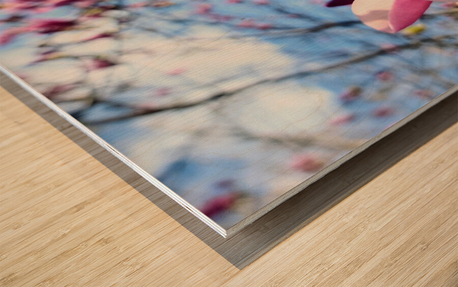 The Velvet Moment Between Bud and Bloom Wood print