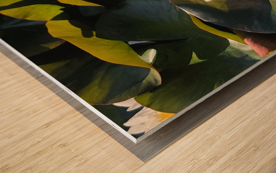 Sun-Kissed Petals: A Lilys Morning Wood print