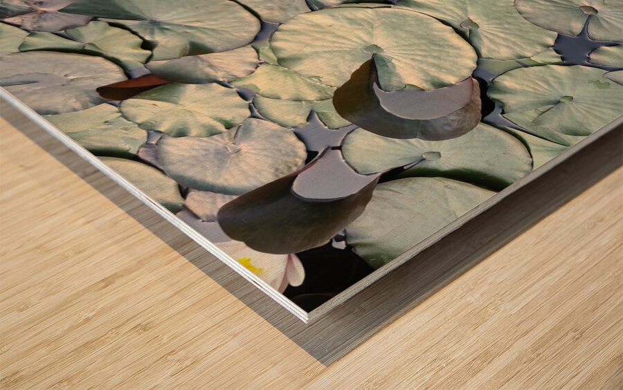 Blooms of Joy: Centered Among Giants Wood print